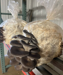 Oyster Mushroom Grow Kit