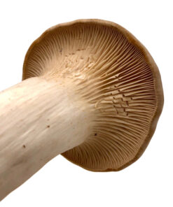 King Oyster Fresh Mushrooms