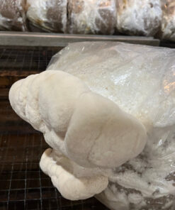 Lion's Mane Mushroom Grow Kit