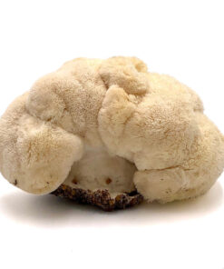 Lion’s Mane Fresh Mushrooms
