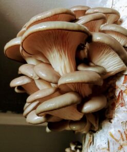 Blue-Grey Oyster Mushroom Grain Spawn