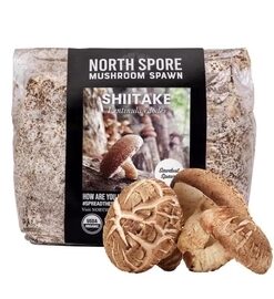 Organic Shiitake Mushroom Sawdust Spawn