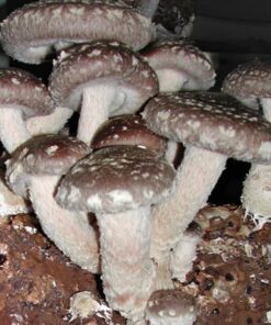 Shiitake Mushroom Grain Spawn