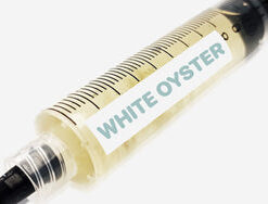 White Oyster Liquid Culture Syringe 10mL