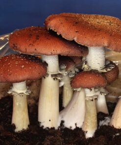 Wine Cap Mushroom Straw Spawn